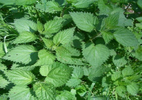 Super Seeds Dioecious Urtica Nettle Medicinal 1000 Pcs