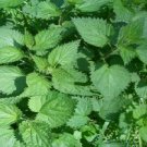Super Seeds Dioecious Urtica Nettle Medicinal 1000 Pcs