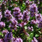 Super Seeds Thymus Baeticus Lemon Thyme Lemon Smell 500 Pcs