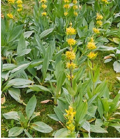 Super Seeds Gentiana Lutea Genciana 50 Pcs Aromatic Garden