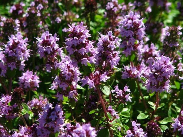 Super Seeds Thymus Serpyllum Serpol Thyme 1000 Pcs