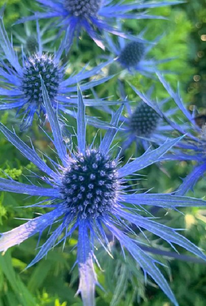 Super Seeds Eryngium Planum Blue Thistle 100 Pcs Sea Holly