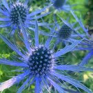 Super Seeds Eryngium Planum Blue Thistle 100 Pcs Sea Holly