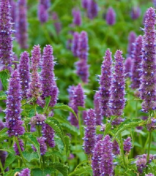Super Seeds Agastache Rugosa Menta Coreana 100 Pcs Medicinal
