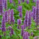 Super Seeds Agastache Rugosa Menta Coreana 100 Pcs Medicinal