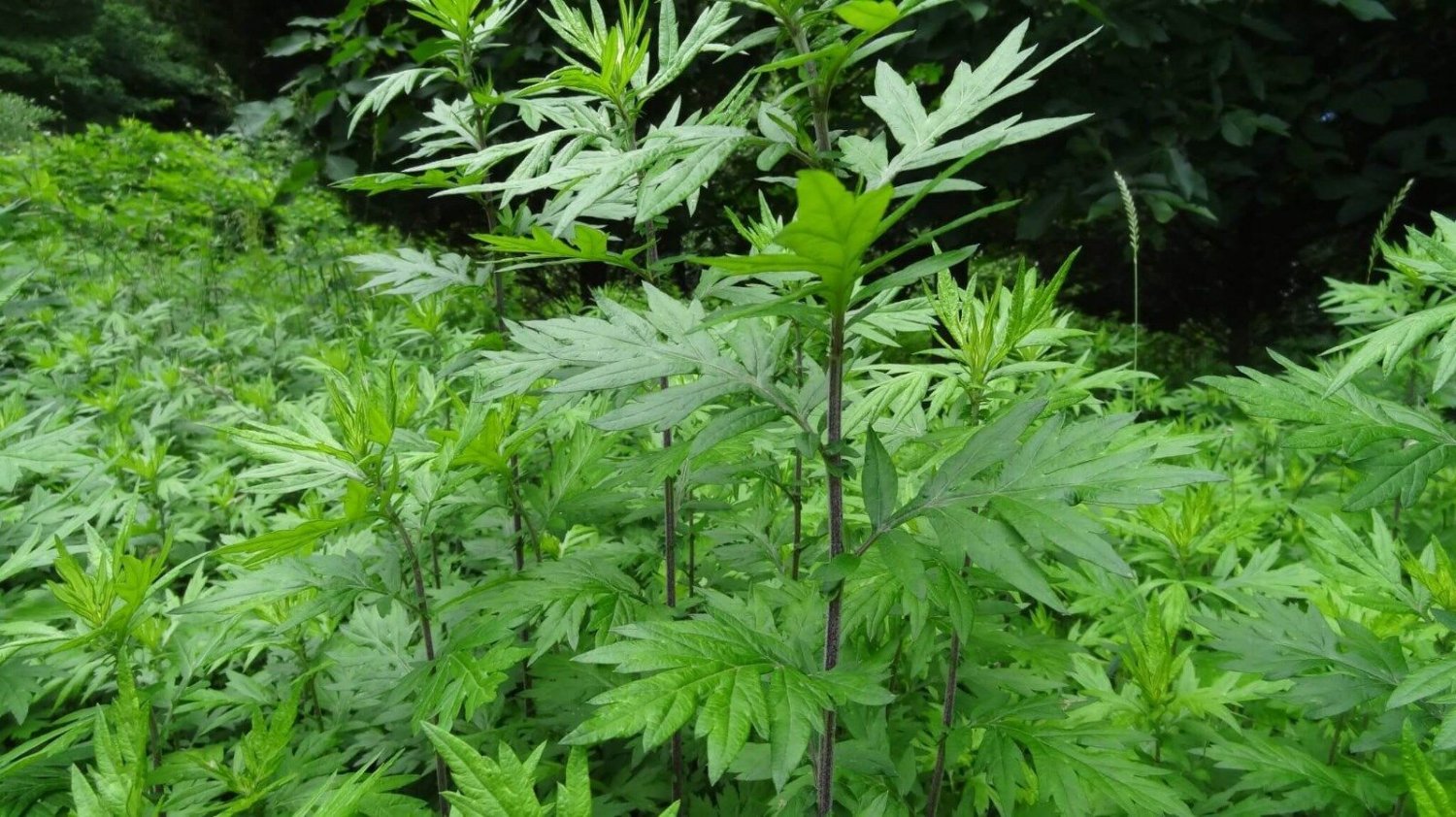 Super Seeds Artemisia Vulgaris Artemisa 500 Pcs Fresh Medicinal Garden