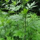 Super Seeds Artemisia Vulgaris Artemisa 500 Pcs Fresh Medicinal Garden