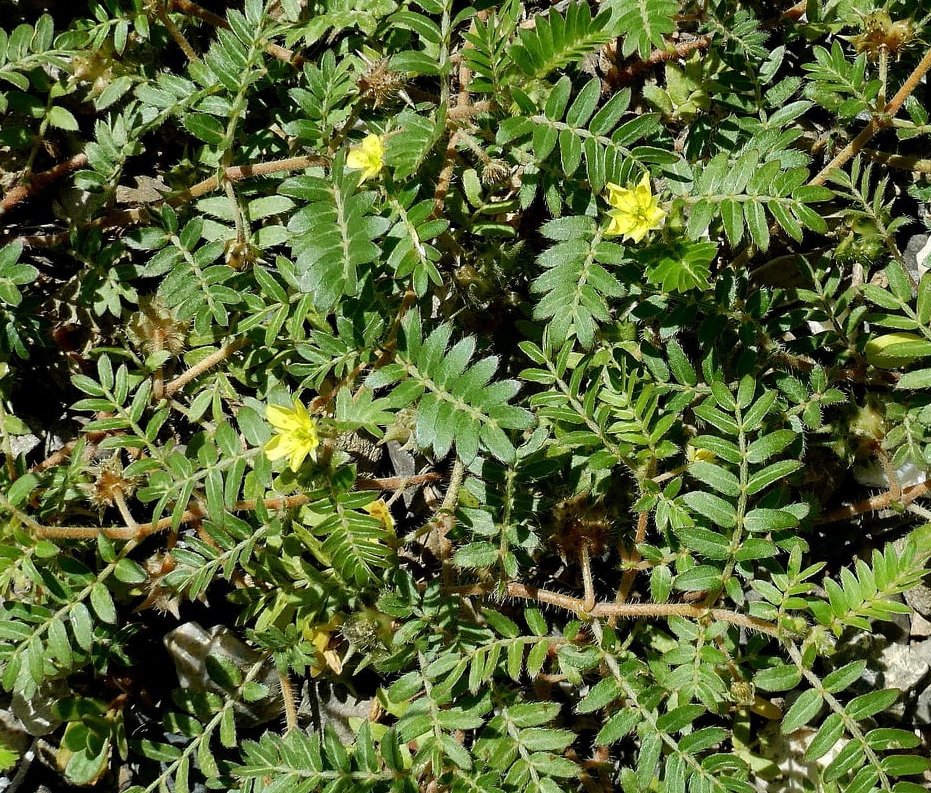 Super Seeds Tribulus Terrestris Hook And Loop Fastener Species Medicinal 20 Pcs