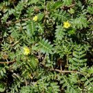 Super Seeds Tribulus Terrestris Hook And Loop Fastener Species Medicinal 20 Pcs
