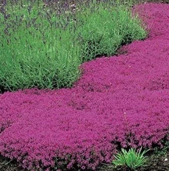 Super Seeds Amazing Coverage Rug Agrimony Seeds Thyme Crawler Black Breckland 300 Pcs