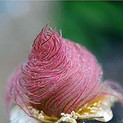 Super Seeds Geum Triflorum Prairie Smoke Flower 10 Pcs Curious Pink Meadow Flowers