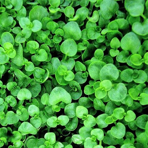 Super Seeds Requienii Mint Corsican Mint Smelling Vegetable Cover 25 Pcs