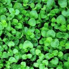 Super Seeds Requienii Mint Corsican Mint Smelling Vegetable Cover 25 Pcs
