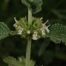 Super Seeds Marrubium Vulgare Horehound 300 Pcs