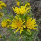 Super Seeds Scolymus Hispanicus Tagarnina 1000 Pcs