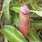 Super Seeds Carnivorous Plant Nepenthes 10 Pcs