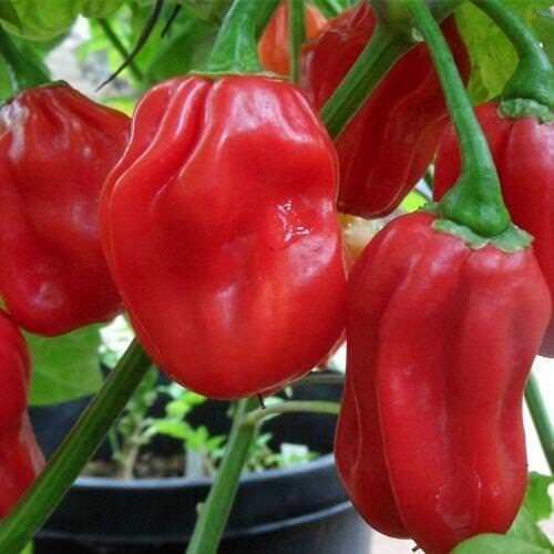 Super Seeds Very Spicy Chili Pepper Habanero Savina Red 35 Pcs