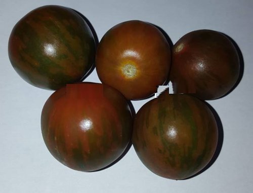 Super Seeds Tomato Zebra Black Cherry Tomato 50 Pcs