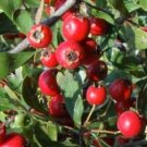Super Seeds Crataegus Azarolus Bluebird Bizcobofruta Edible 12 Pcs