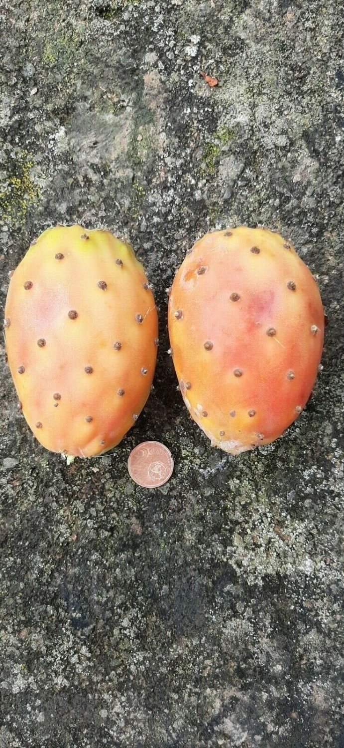 Super Seeds Tunera Prickly Pear Chumbera Opuntia Edible Fruits 60 Pcs