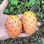 Super Seeds Tunera Prickly Pear Chumbera Opuntia Edible Fruits 60 Pcs