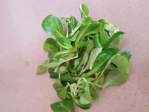 Super Seeds Valerianella Canons Grass 2200 Pcs