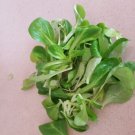 Super Seeds Valerianella Canons Grass 2200 Pcs