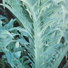 Super Seeds White Thistlechardon Blanc Thistle White Improved 200 Pcs