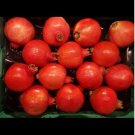 Super Seeds Punica Granatum Pomegranate Rica Fruit100 Pcs