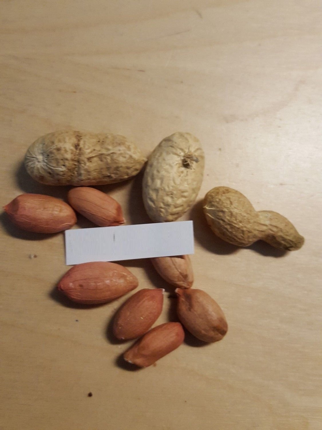 Super Seeds Arachis Hypogaea Peanut 15 Pcs