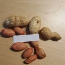 Super Seeds Arachis Hypogaea Peanut 15 Pcs