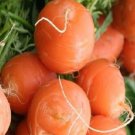Super Seeds Carrot Round Market Very Sweet Paris Round Carrot 2000 Pcs