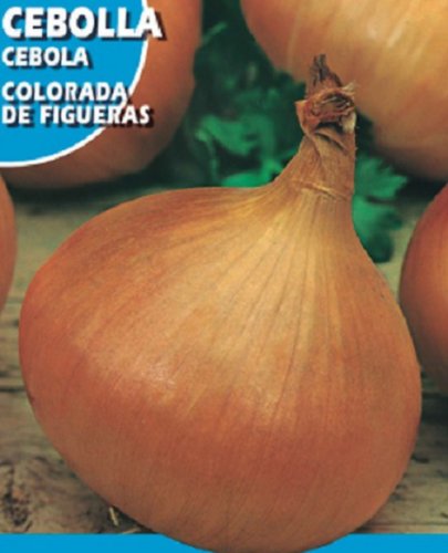 Super Seeds Onion In Colour Figueres Flattened Globose Shape Onion 500 Pcs