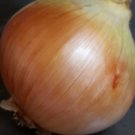 Super Seeds Golden Color Onion Grain Of Gold 500 Pcs The Best Of New