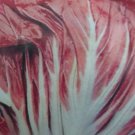 Super Seeds Cichorium Intybus Envy Red Chicory Rossa Di Treviso 1000 Pcs