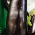 Super Seeds Redonda Black Beauty Orchard Eggplant Black Beauty 300 Pcs
