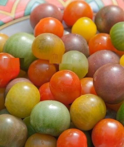 Super Seeds Cherry Red Black Yellow White Cherry Mix Tomato 100 Pcs