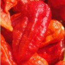 Super Seeds Chili Record Of Spicines Bhut Jolokia Naga 30 Pcs