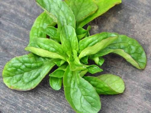 Super Seeds Lamb's Lettuce Grass Canon Salads 1000 Pcs