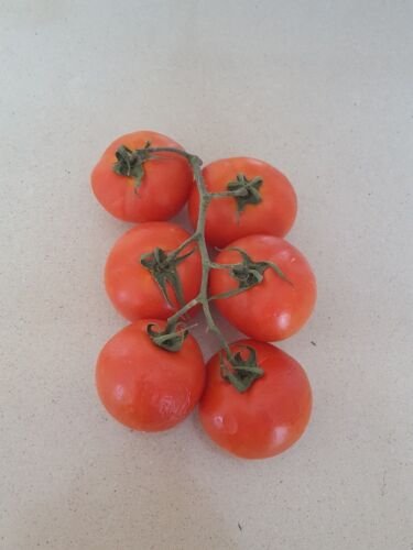 Super Seeds Tomate De Colgar Hang Tomato 200 Pcs