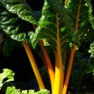 Super Seeds Yellow Chard Of Lyons 100 Pcs