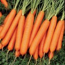 Super Seeds Carrot Improved Nantesa Carrot 1000 Pcs