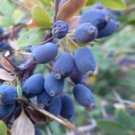 Super Seeds Berberis Hispanica Barberry 20 Pcs