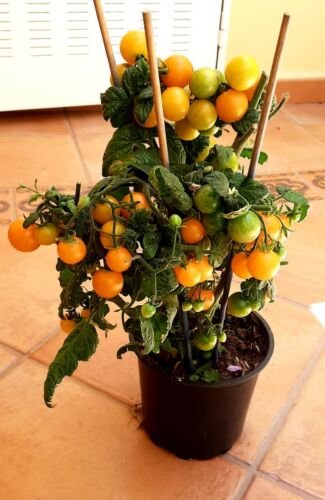 Super Seeds Cerise Orange Cherry Tomato 40 Pcs Cherry Very Productive