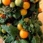 Super Seeds Cerise Orange Cherry Tomato 40 Pcs Cherry Very Productive