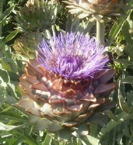Super Seeds Green Globe Artichoke 50 Pcs Garden Seeds