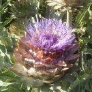 Super Seeds Green Globe Artichoke 50 Pcs Garden Seeds