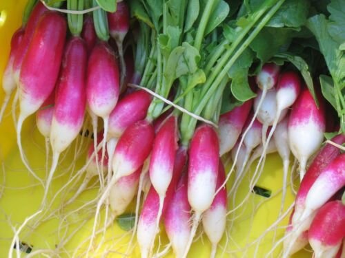 Super Seeds Radish White Tip Radish 500 Pcs