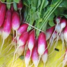 Super Seeds Radish White Tip Radish 500 Pcs