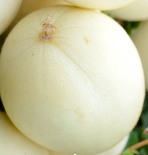 Super Seeds Type Ribatejo White Melon 60 Pcs